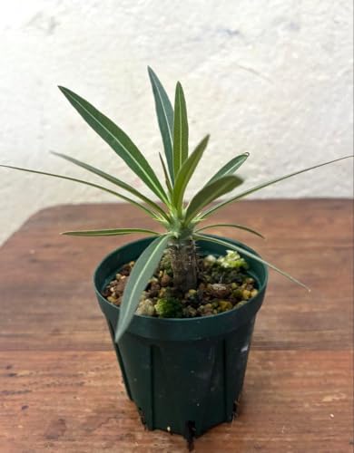 塊根植物 グラキリス」の人気商品一覧・価格比較 - 価格.com